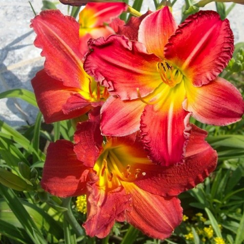 Hemerocallis 'Red Rum' - Päevaliilia 'Red Rum' P9/0,55L   